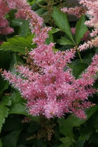 Astilbe arendsii 'Country & Western'