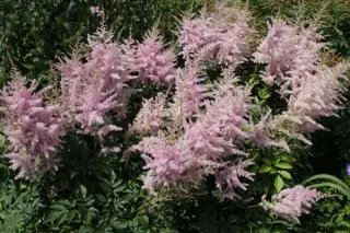 Astilbe arendsii 'Eden's Odysseus'