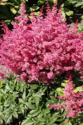 Astilbe arendsii 'Jump & Jive'
