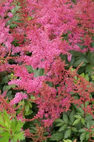Astilbe arendsii 'Rhythm & Blues'
