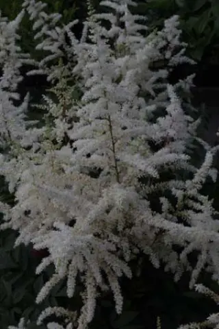 Astilbe arendsii 'Rock & Roll'