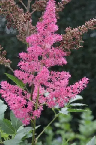 Astilbe arendsii 'Sunny Day'