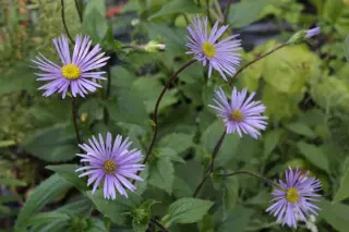 Aster asperulus