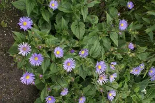 Aster asperulus