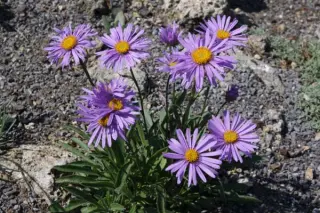 Aster asteroides costei (A. likiangensis)