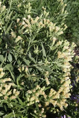 Aster asteroides (Sericocarpus ast.)