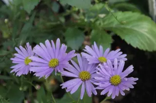 Aster 'Bart's Blue Beauty'