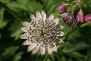 Astrantia bavarica