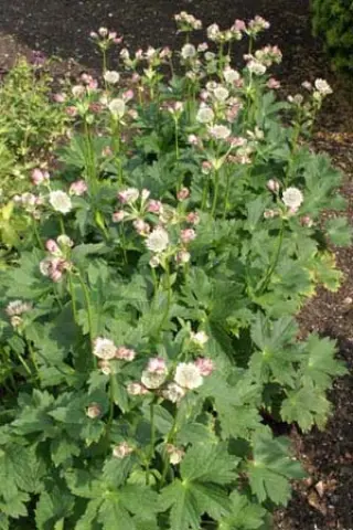 Astrantia bavarica