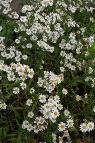 Aster 'Beauté Du Nord'
