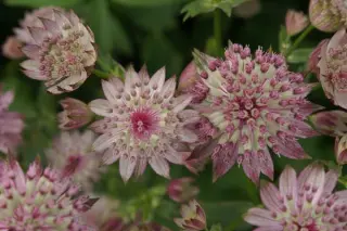 Astrantia 'Buckland'