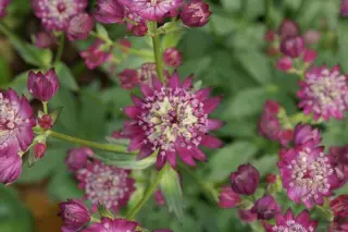 Astrantia carniolica 'Eggleston Variety'