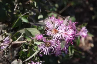 Aster carolinianus
