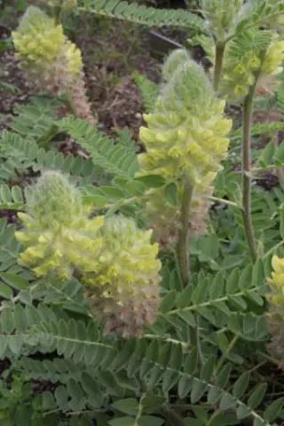 Astragalus centralpinus