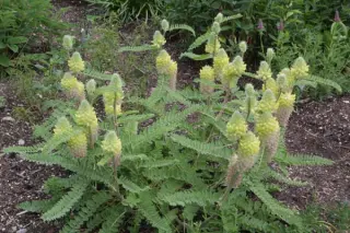 Astragalus centralpinus