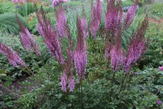 Astilbe chinensis taquetii 'Purpurlanze'