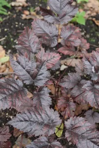 Astilbe 'Chocolate Shogun'