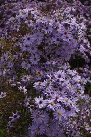 Aster cordifolius hybr. 'Blütenregen'