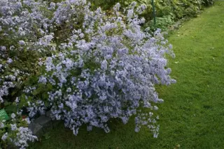 Aster cordifolius hybr. 'Blütenregen'