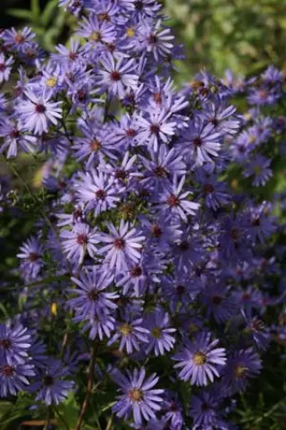Aster cordifolius hybr. 'Little Carlow'