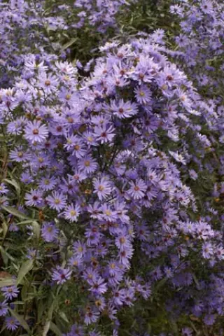 Aster cordifolius hybr. 'Little Carlow'