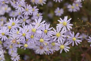 Aster cordifolius 'Photograph'