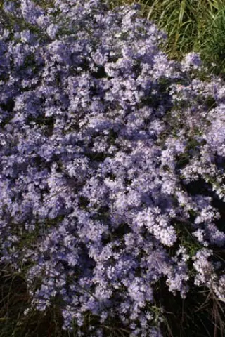 Aster cordifolius 'Photograph'