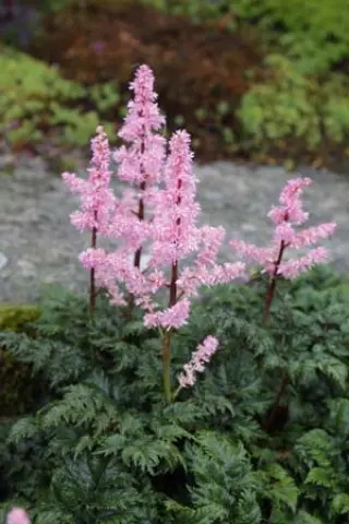 Astilbe crispa 'Perkeo'