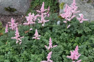 Astilbe crispa 'Perkeo'