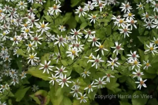 Aster divaricatus 'Beth'