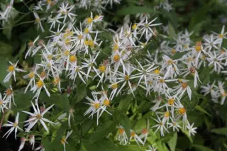 Aster divaricatus 'Eastern Star'