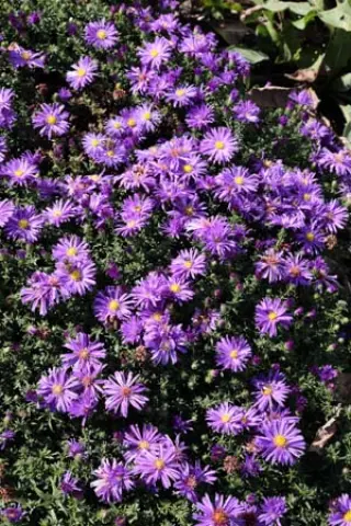 Aster dumosus 'Augenweide'