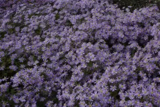 Aster dumosus 'Mittelmeer'