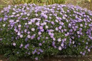 Aster dumosus 'Mittelmeer'
