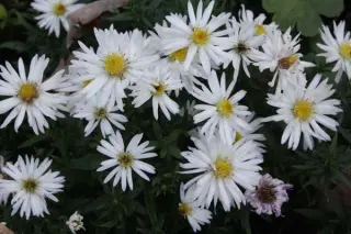 Aster dumosus 'Niobe'