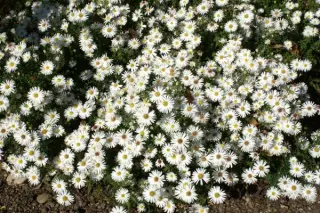 Aster dumosus 'Niobe'