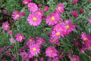 Aster 'Elie's Red Star'