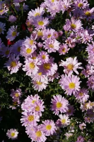 Aster ericoides 'Cirylle'