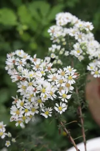 Aster ericoides 'First Snow'