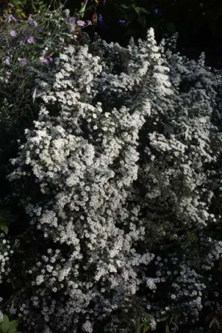 Aster ericoides 'First Snow'