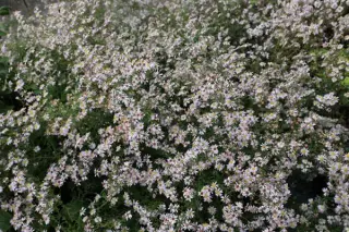 Aster ericoides 'Henriette'