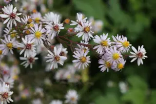 Aster ericoides 'Henriette'