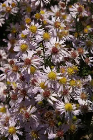 Aster ericoides 'Pink Cloud'