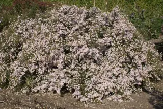 Aster ericoides 'Pink Cloud'