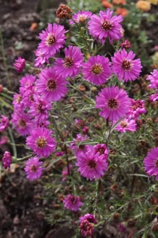 Aster ericoides 'Pixie Dark Eye'