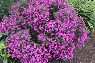 Aster ericoides 'Pixie Dark Eye'