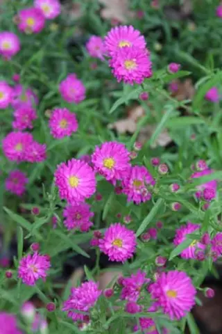 Aster ericoides 'Pixie Red Eye'