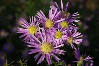 Aster ericoides 'Pink Spray'