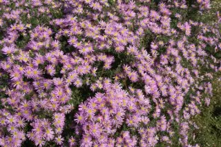 Aster ericoides 'Pink Spray'