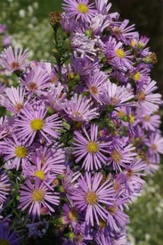 Aster ericoides 'Pink Star'